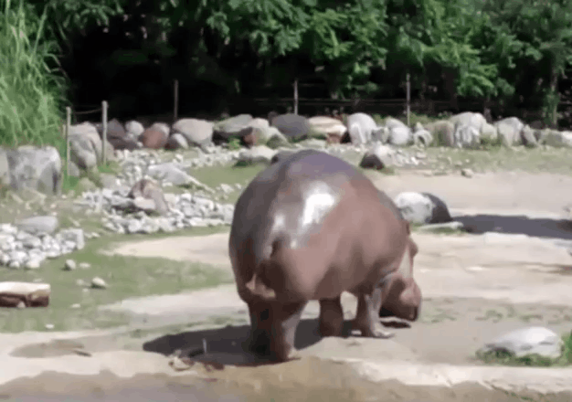 �ֲ������������������౻�������������ķ��ɱ�����ж��