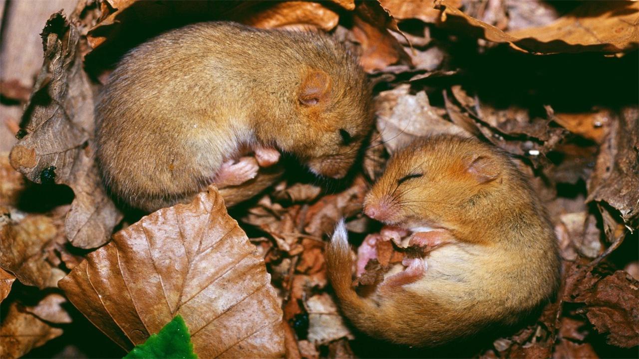 ���ߣ�һ�������䣿������ռ�������壬���ߺ�˯���кα�������