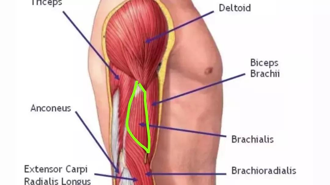 ​5���󲿷���û�����ġ��Ŷ�ͷ������������3D���ѱ�