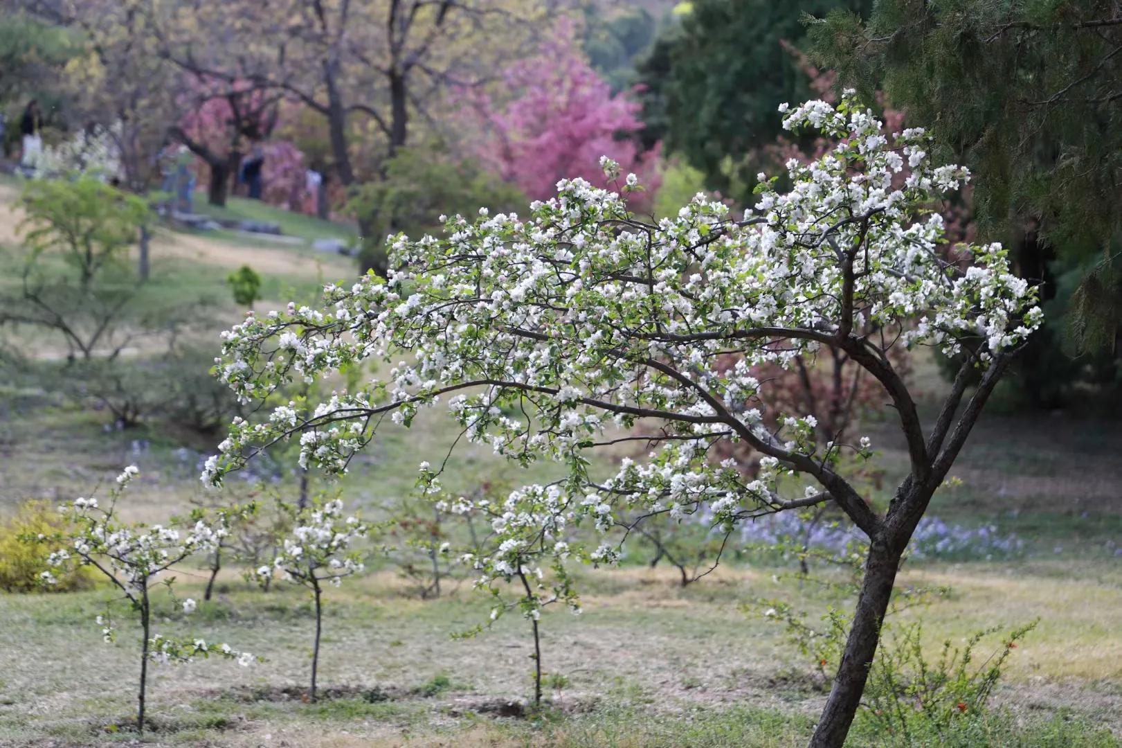 ���Ǵ�ɫ������