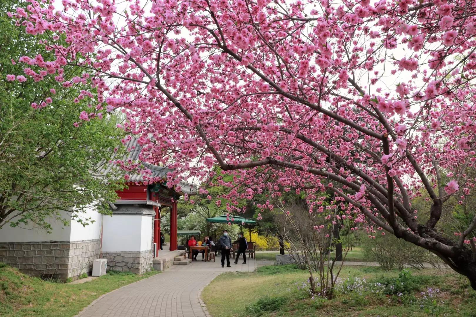 ���Ǵ�ɫ������