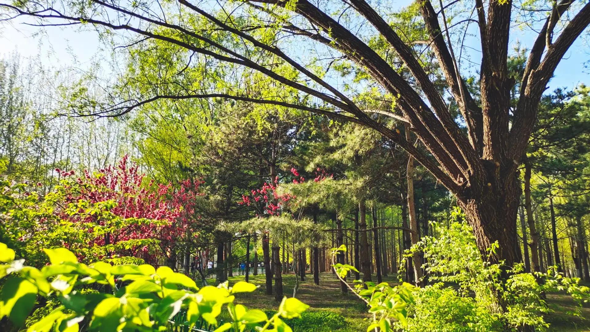 ���Ǵ�ɫ������