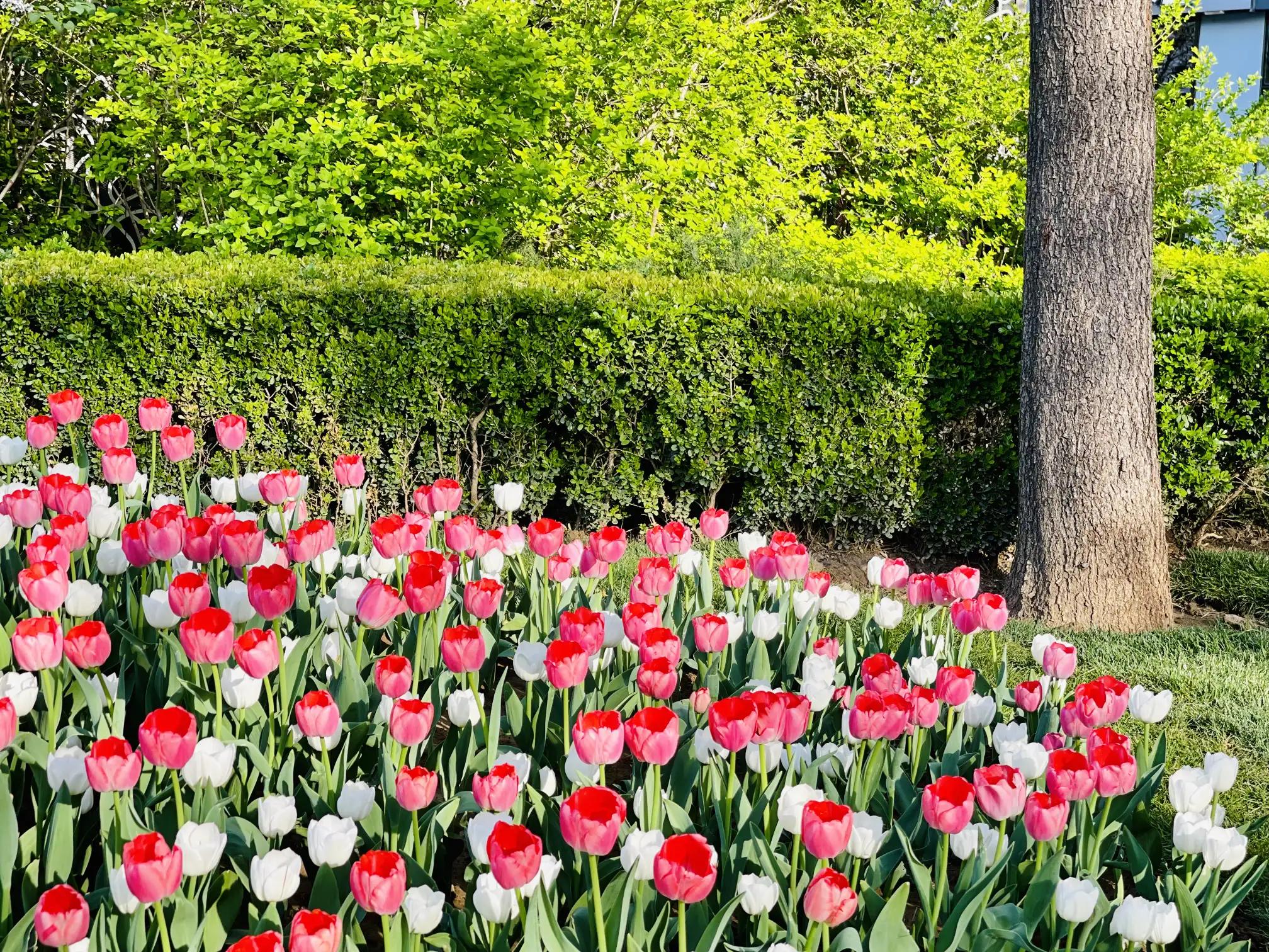 ���Ǵ�ɫ������