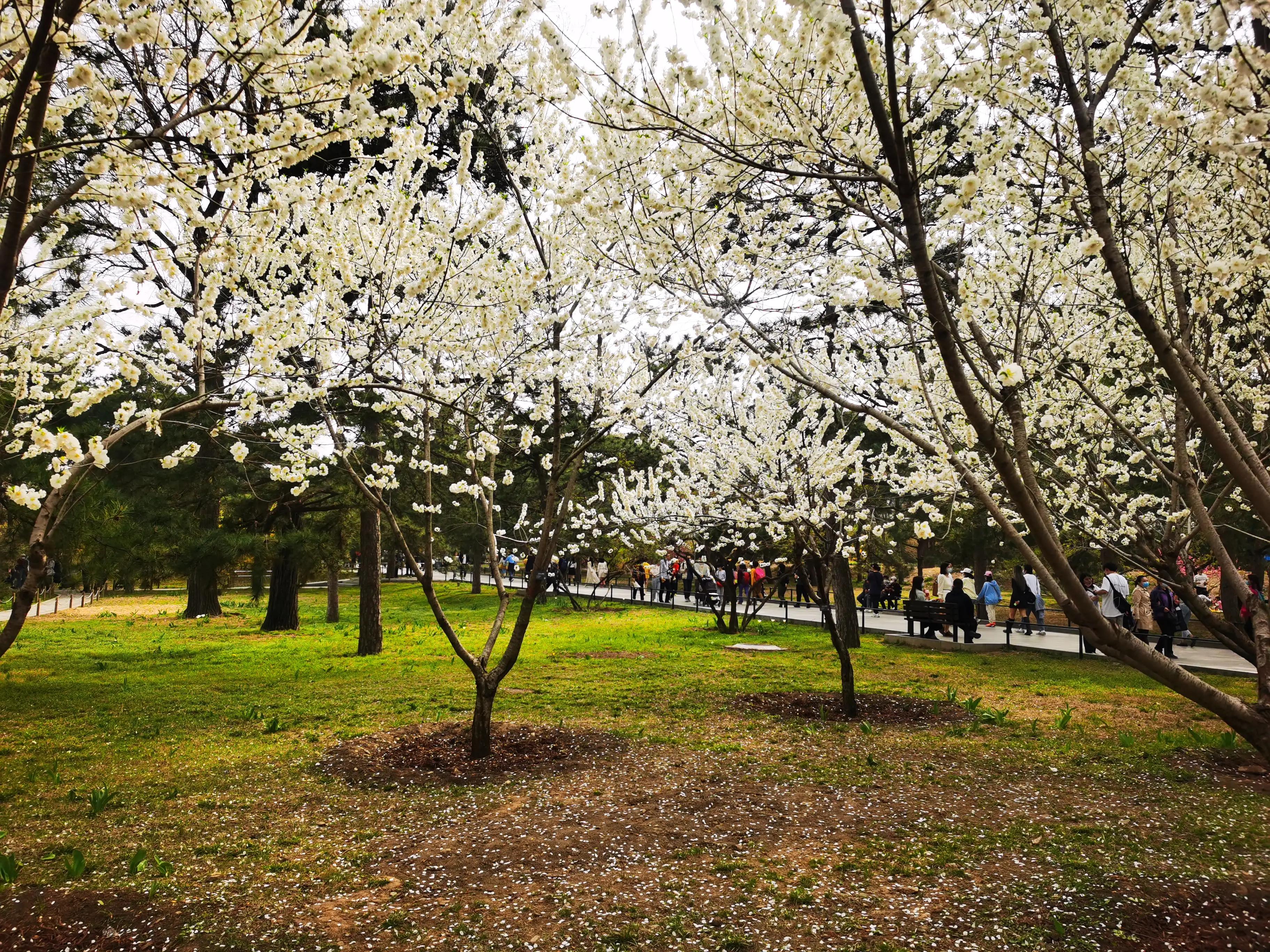 ���Ǵ�ɫ������