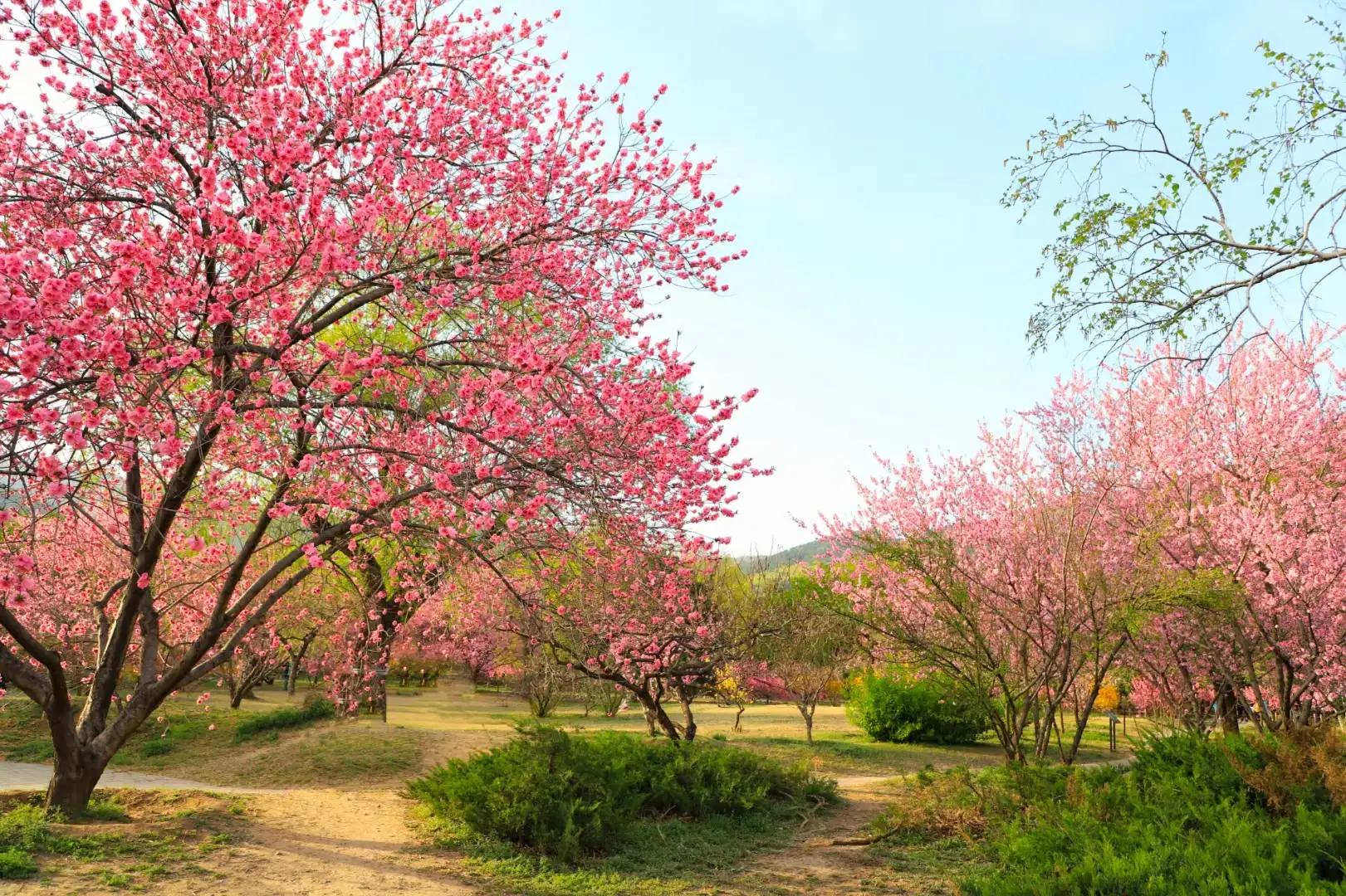 ���Ǵ�ɫ������